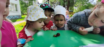 Наблюдение за улиткой Наблюдение за улиткой.